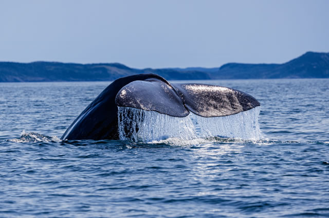 Sperm Whale tail