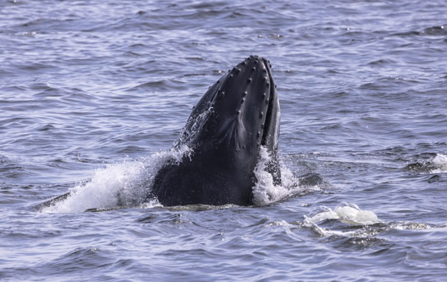 Humpback whale lunging