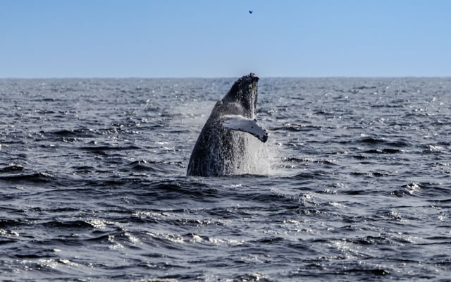 Breaching Whale
