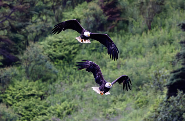 Two Eagles on the Witless Bay Ecological Reserve