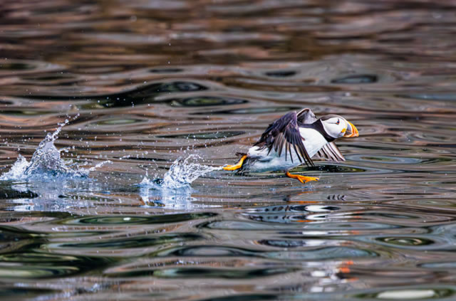 Puffin taking off on the water