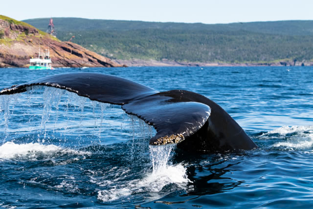 Humpback Whale in the Witless Bay Ecological Reserve