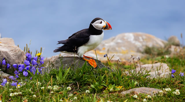 Witless Bay Puffins. Photo credit Alden Stout