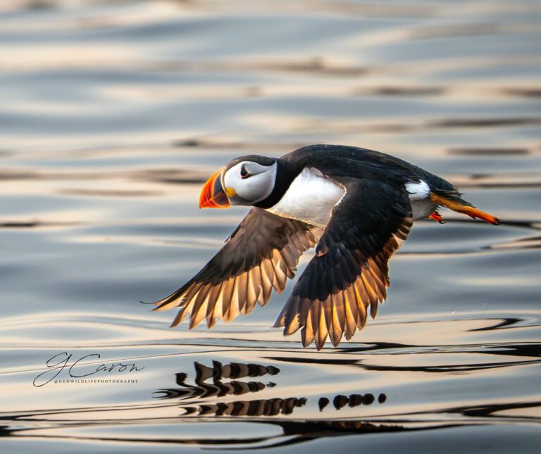 photo credit Genevieve Caron, @genwildlifephotography