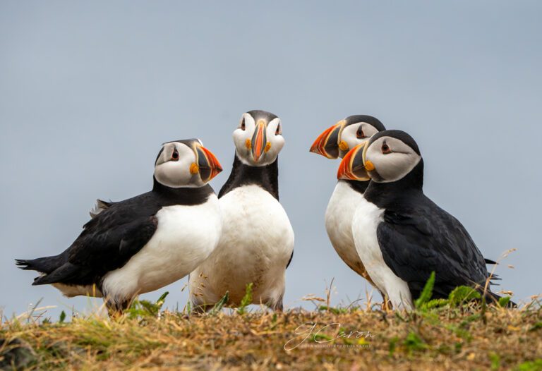 photo credit Genevieve Caron, @genwildlifephotography