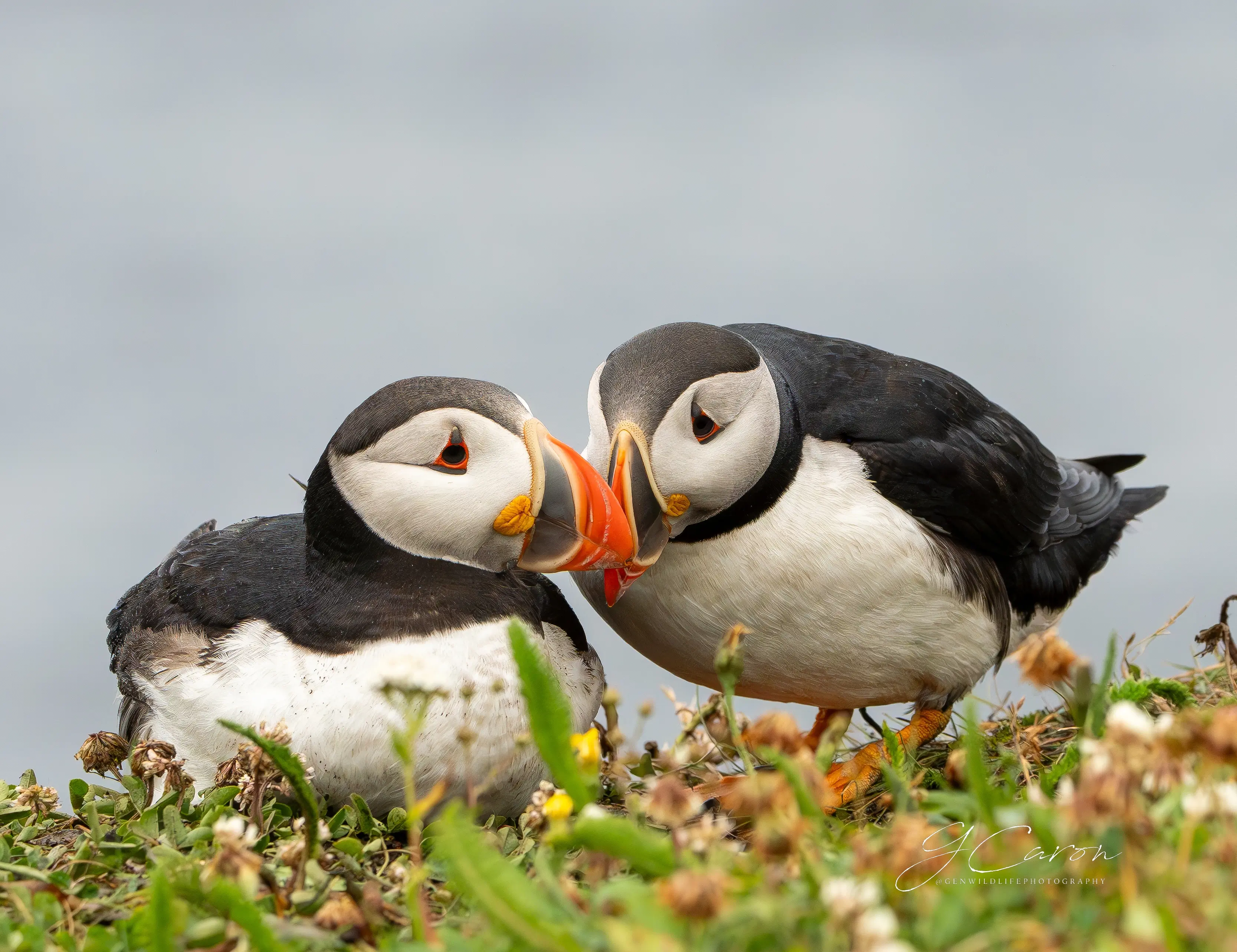 Puffin Watching in Newfoundland