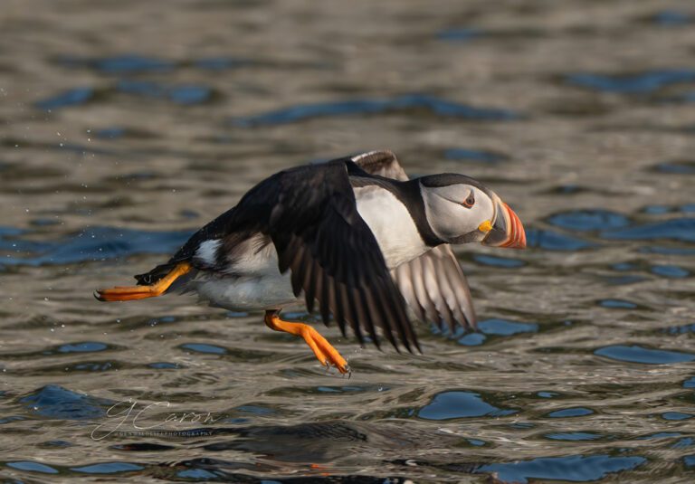 photo credit Genevieve Caron, @genwildlifephotography