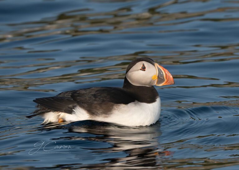 photo credit Genevieve Caron, @genwildlifephotography