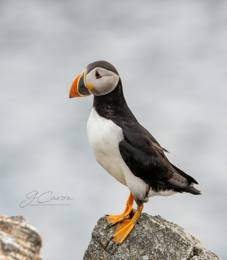 photo credit Genevieve Caron, @genwildlifephotography