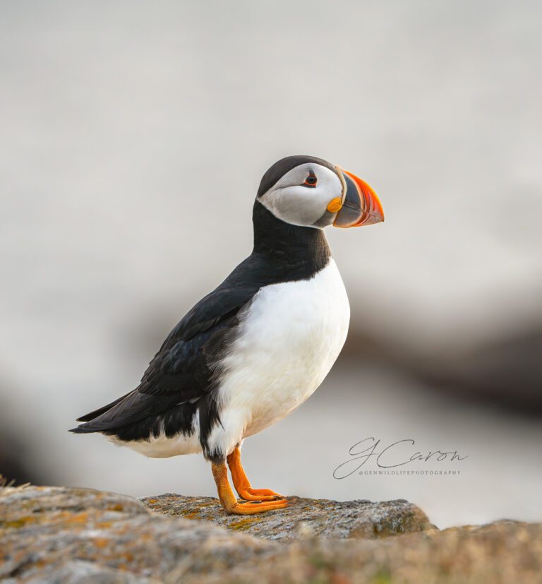 photo credit Genevieve Caron, @genwildlifephotography