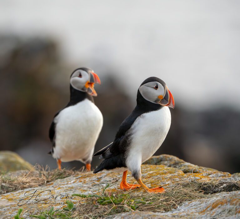 photo credit Genevieve Caron, @genwildlifephotography