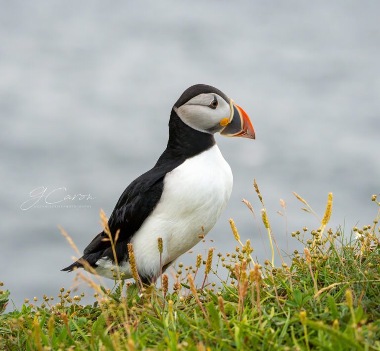 photo credit Genevieve Caron, @genwildlifephotography