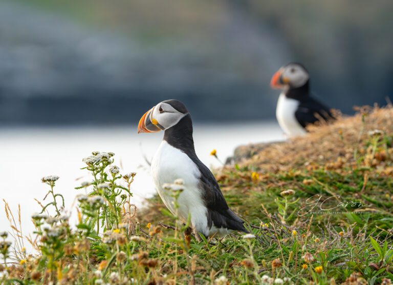 photo credit Genevieve Caron, @genwildlifephotography
