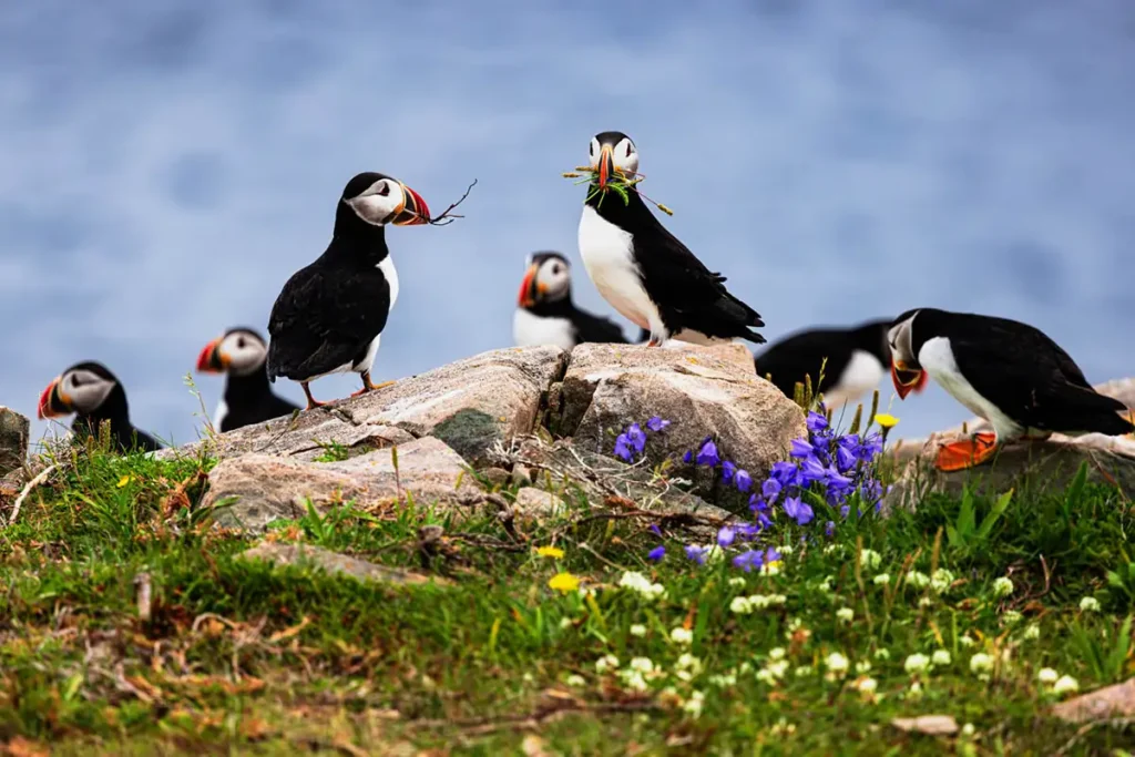 Witless Bay Ecological Reserve Puffins