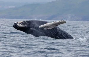 The Best Time to See Whales and Puffins in Newfoundland (2026 Guide)