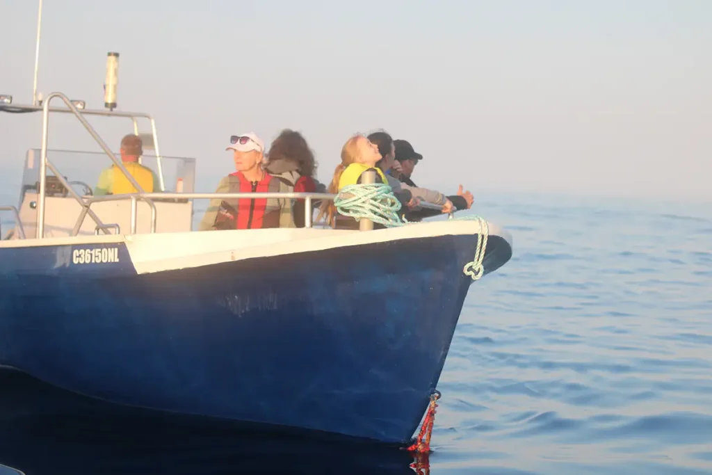 Looking for the best Whale Watching Tour